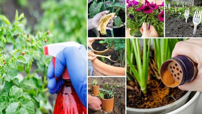 3 Homely hacks for Plants fungal issues