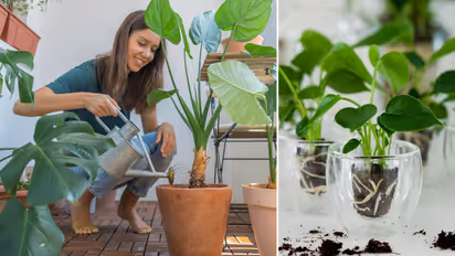 5 solutions to Save overwatered Plants 