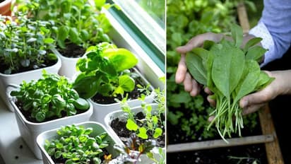 Kitchen garden spinach Growing Fast Tips