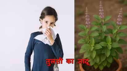 Tulsi Benefits in winter
