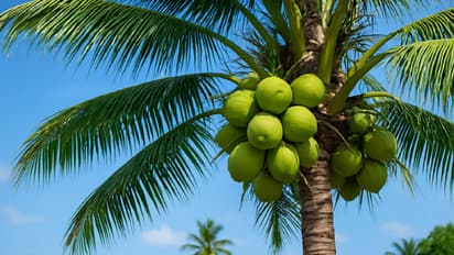 coconut tree vastu