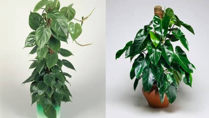 Indoor vine plants