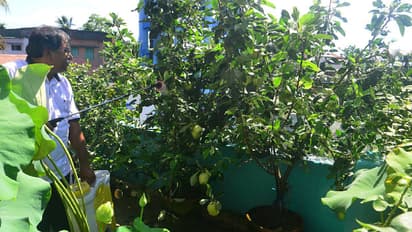 Guava cutting propagation
