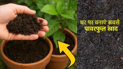 most powerful fertilizer at home