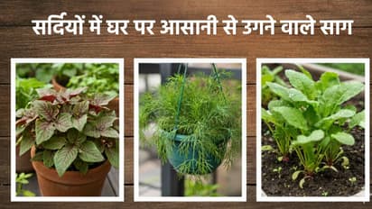 Winter greens at home