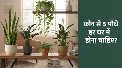 Best indoor plants for home in Hindi