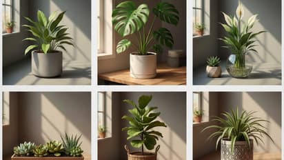 office garden plants