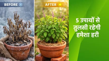 tulsi care tips