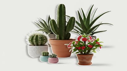 indoor cactus plants