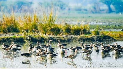 Patna Bird Sanctuary