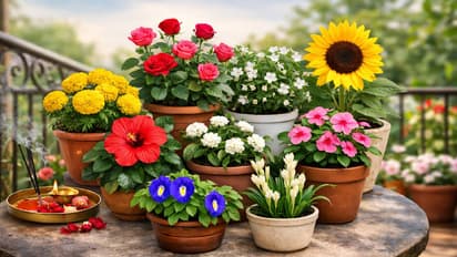 flower plants for pooja