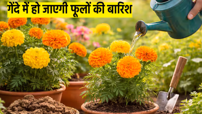 marigold plant care