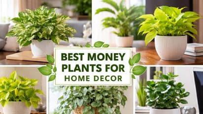 best money plant for home decor