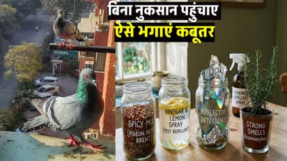 Kabootar Bhagane ke Upay