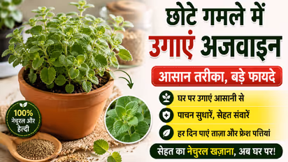 Ajwain Plant Growing Tips
