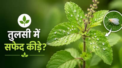 Whiteflies on Tulsi Plant