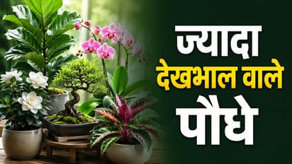 high care plants