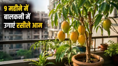 Baramasi Mango