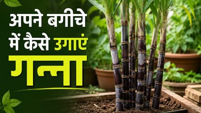 sugarcane propagation from single stalk