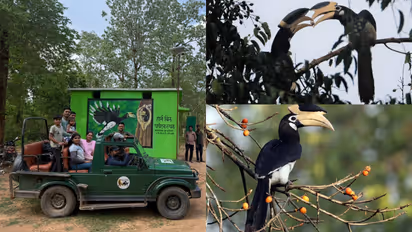 Hornbill Safari Udanti Sitanadi Tiger Reserve Chhattisgarh