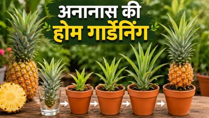 pineapple gardening