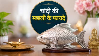 sliver fish vastu tips