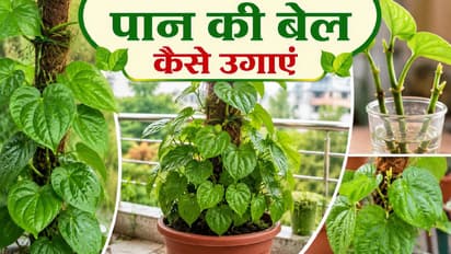 Gardening Tips
