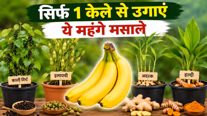 Kitchen Garden Ideas