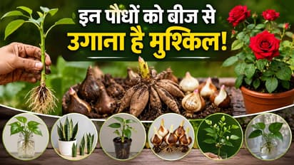 Gardening Tips