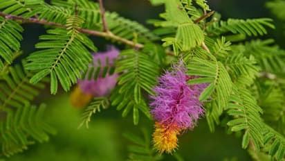 shami plant