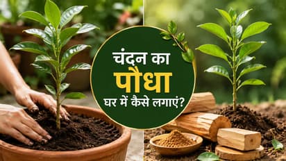 Sandalwood Farming
