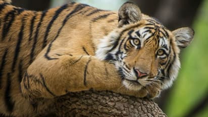 Ranthambore National Park