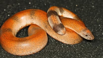 Red Sand Boa Snake