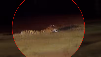 Tiger found in Wayanad