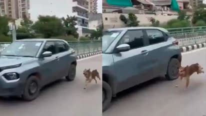 dog chasing car