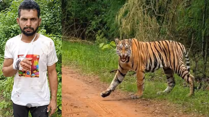 Father Charges At Tiger To Save Son, Beats It With Stick Until Predator Finally Flees (WATCH)