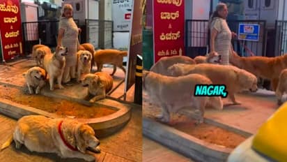 Bengaluru woman walks Golden Retrievers