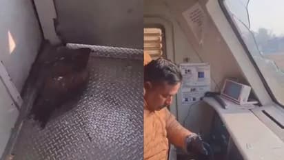 eagle strikes on train loco pilot injured
