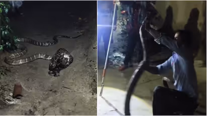 Watch: King Cobra, Python Enter House Together as Pet Dog Alerts Sleeping Family