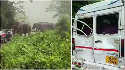 Wild Elephants Go On Rampage On Highway, Smash Vehicles Including School Teachers’ Van