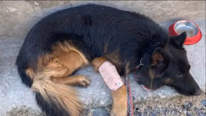 Indian Army dog Tyson Heroic story