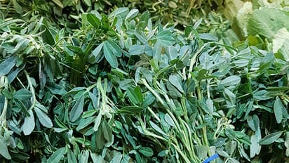 how-to-clean-methi-ki-patti-quickly