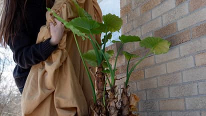 Winter-gardening-tips