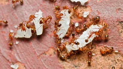 How-to-get-rid-of-ants-from-kitchen