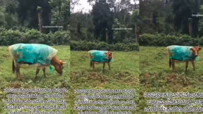 Cows in Raincoats A Heartwarming Sight in Coorg