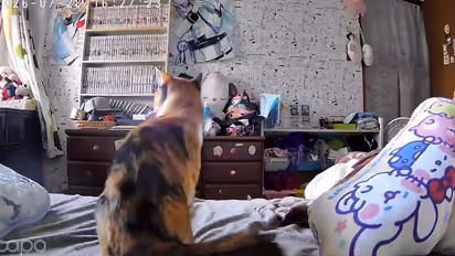 Twenty-five cats rescued after Japan earthquake and mall explosion