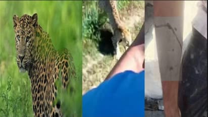 लेपर्ड अटैक