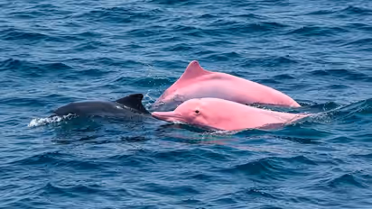 Rare Pink Dolphins Spotted Near Oman’s Qantab Beach, Stunning Video Goes Viral (WATCH)