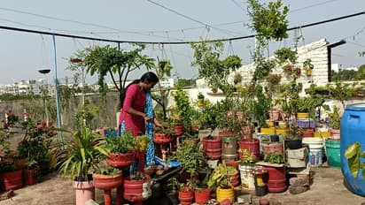 Terrace Garden