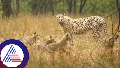 Kuno Cheetah